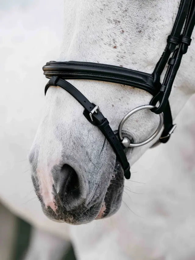 LeMieux Arika Anatomic Flash Bridle Black/Silver on a grey speckled horse