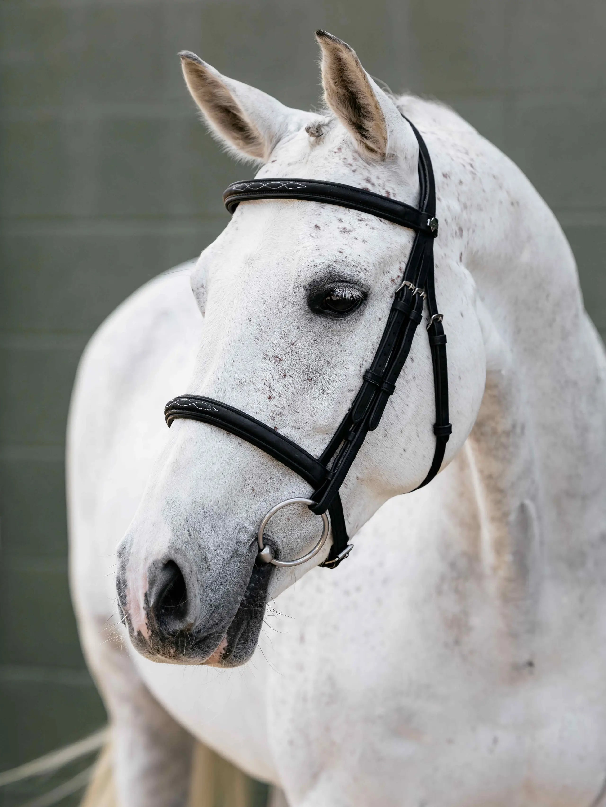 White dappled horse wearing black LeMieux Arika Classique caveson bridle