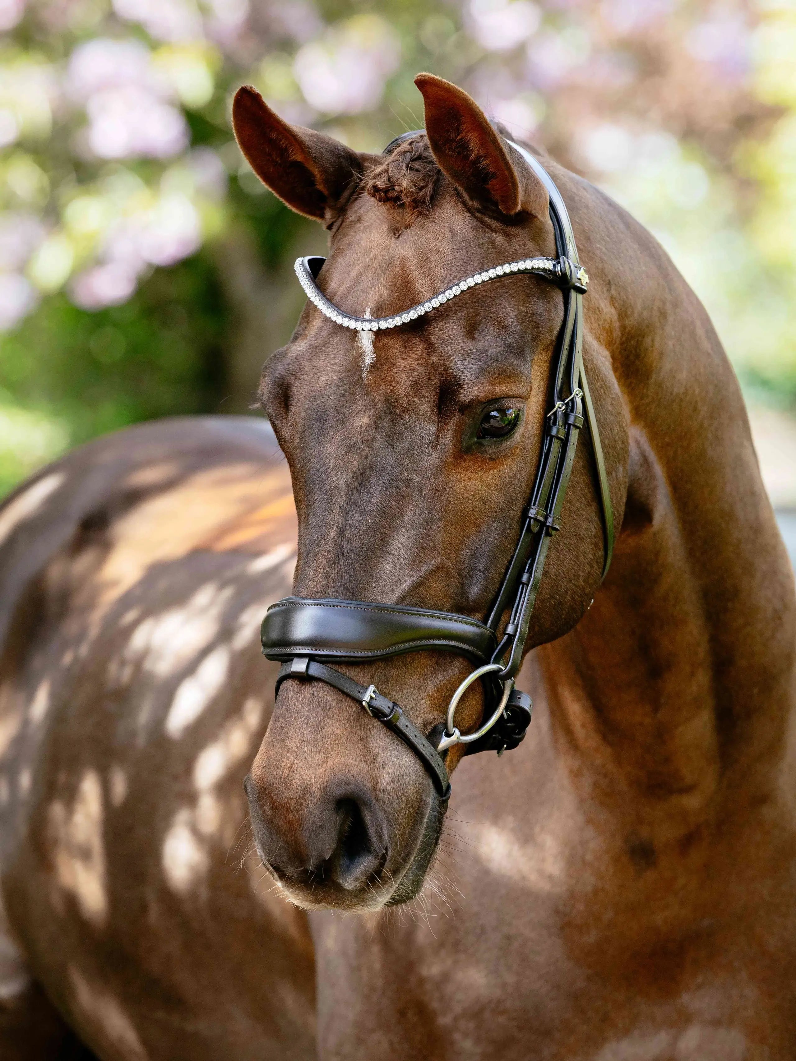 Brown horse wearing LeMieux Kudos Anatomical Dressage Bridle with crystal browband