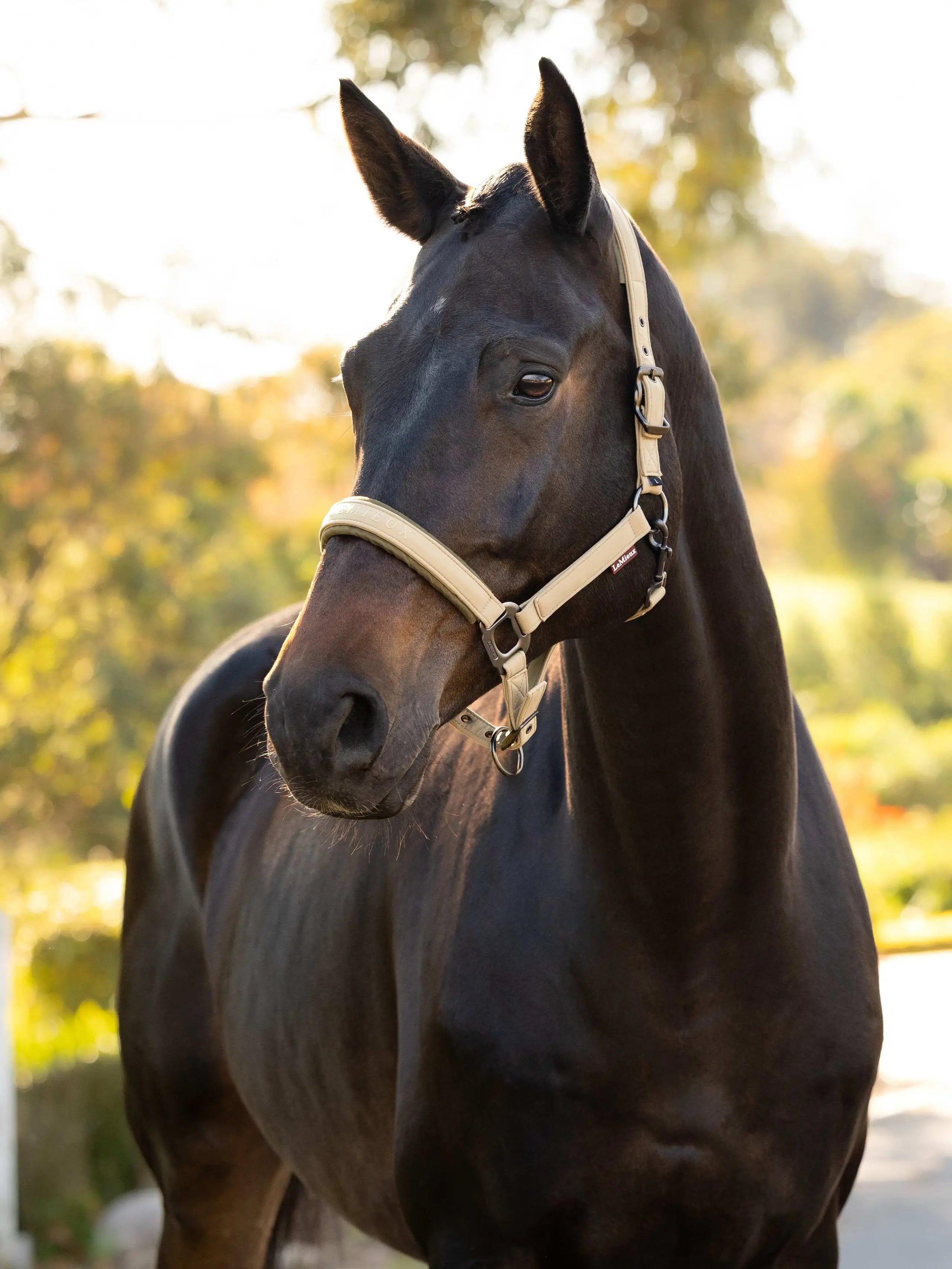 LeMieux Essence Headcollar Pear