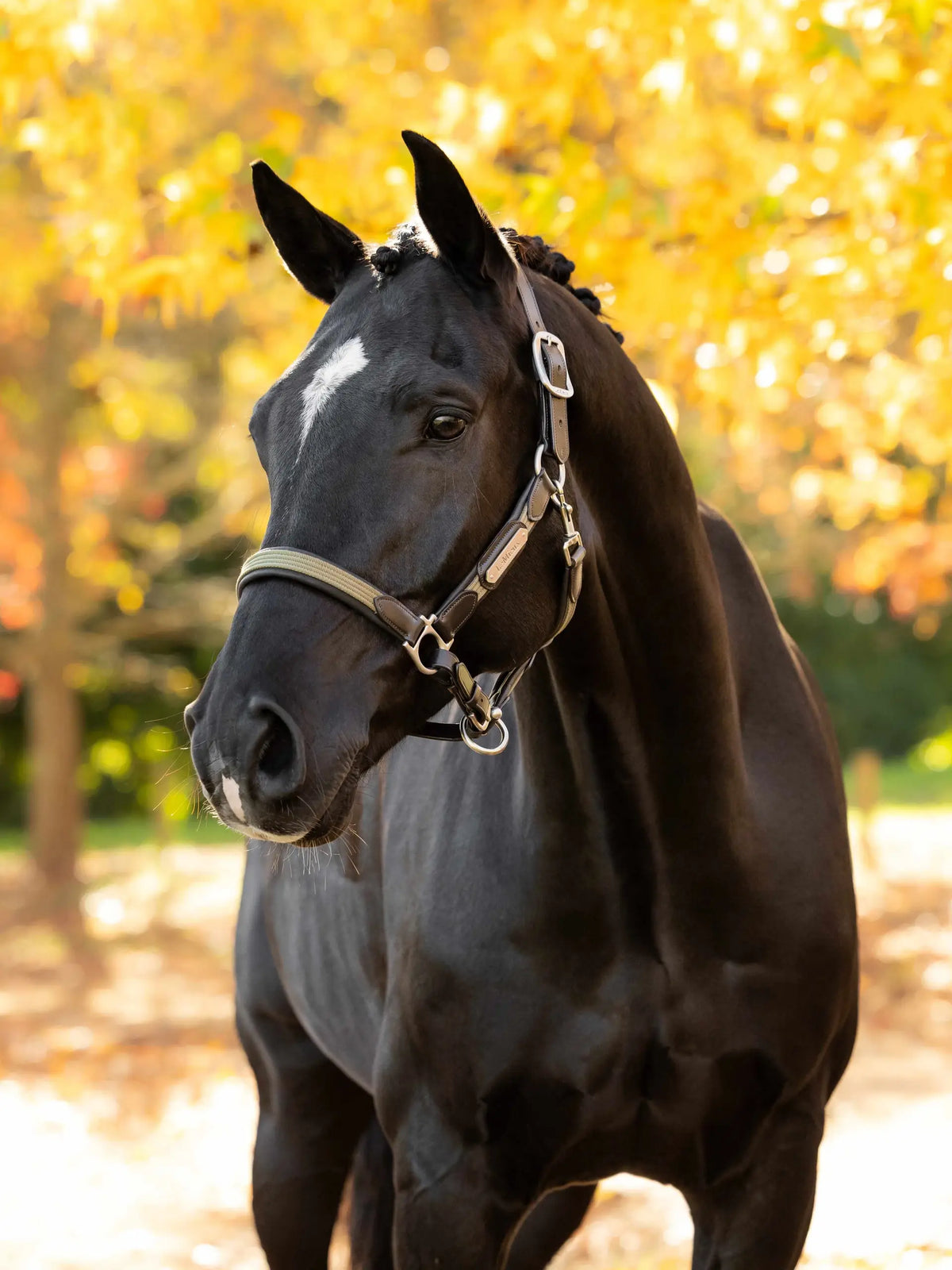 Black horse wearing LeMieux Capella headcollar in Willow Green, set against autumn foliage.
