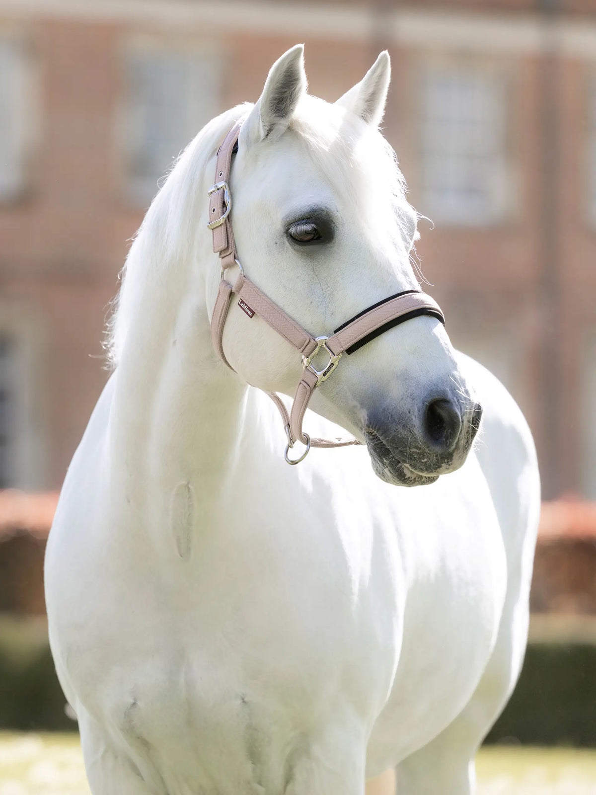 LeMieux Heritage Headcollar Wild Rose on a white horse | Equestrian gear | Equiflair