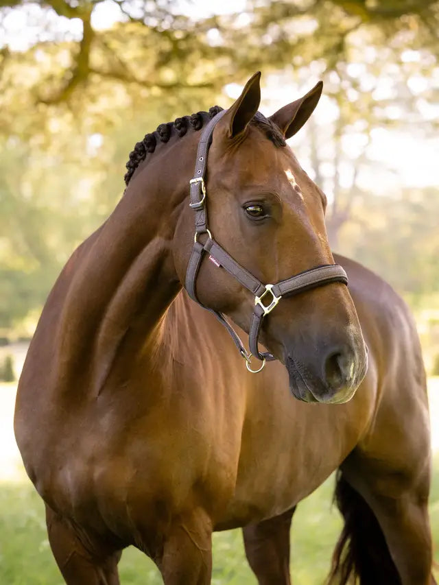 LeMieux Heritage Headcollar Cocoa on brown horse, equestrian tack, padded noseband