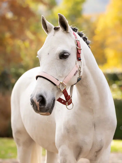 White horse wearing LÉMIEUX Medley headcollar in Spiced Earth/Petal/Aloe colours