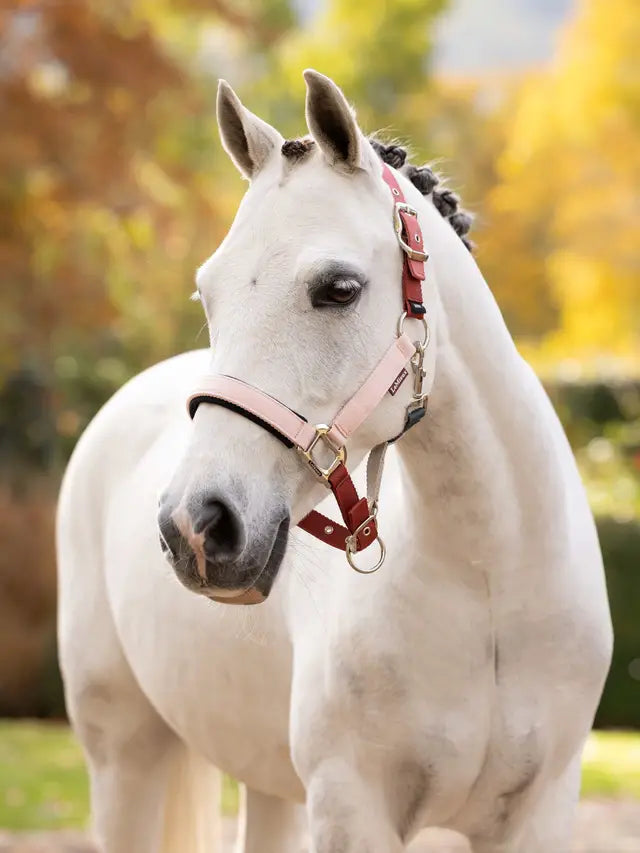 White horse wearing LÉMIEUX Medley headcollar in Spiced Earth/Petal/Aloe colours