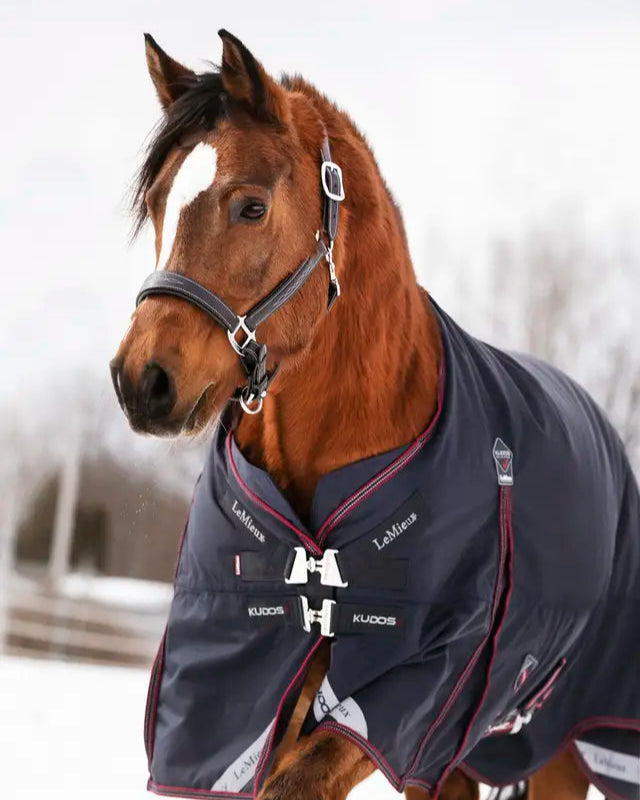 LeMieux Kudos 200g Turnout Rug in Navy on Chestnut Horse - Waterproof Horse Rug