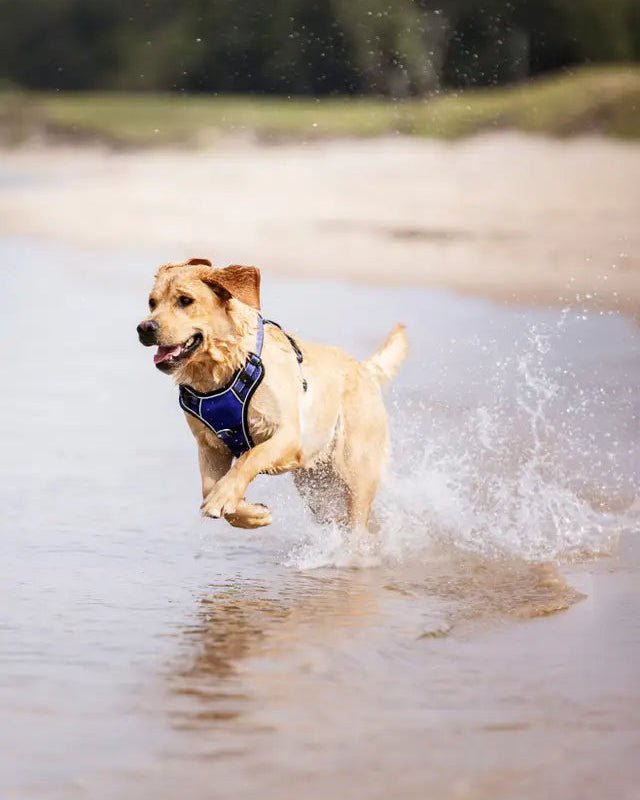 LeMieux Winchester Dog Harness Bluebell | Equiflair