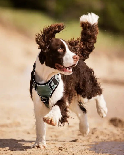 LeMieux Wellow Dog Harness Sage | Equiflair