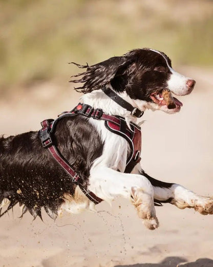 LeMieux Wellow Dog Harness Burgundy | Equiflair