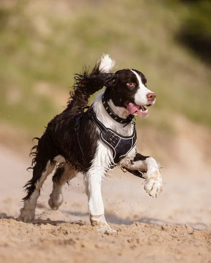 LeMieux Wellow Dog Harness Navy | Equiflair