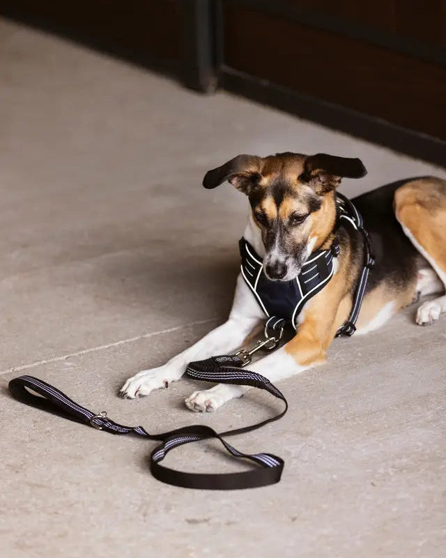 Dog with LeMieux Henley Bungee Lead in Black: Reflective Stitching, Shock Absorbent, and Comfort Grip from Equiflair - L/XL