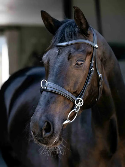 LeMieux Cross-Functional Leather Cavesson Black on a black horse, equestrian training tack
