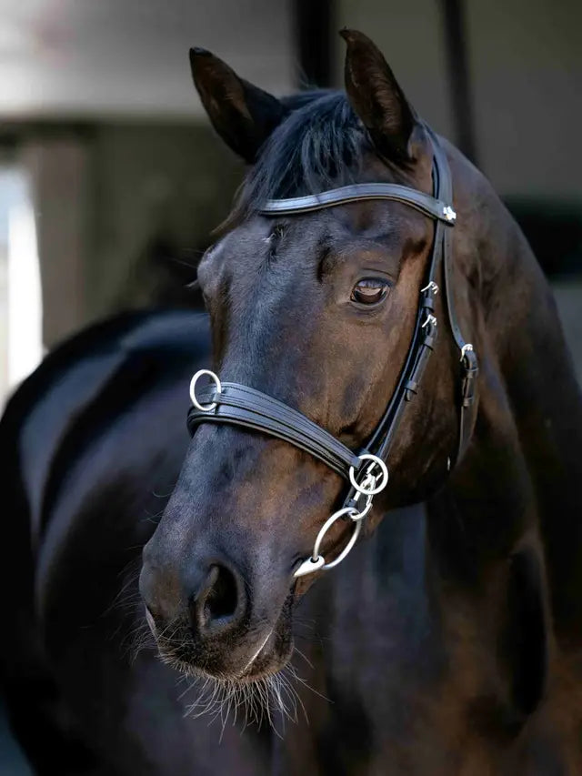 LeMieux Cross-Functional Leather Cavesson Black on a black horse, equestrian training tack