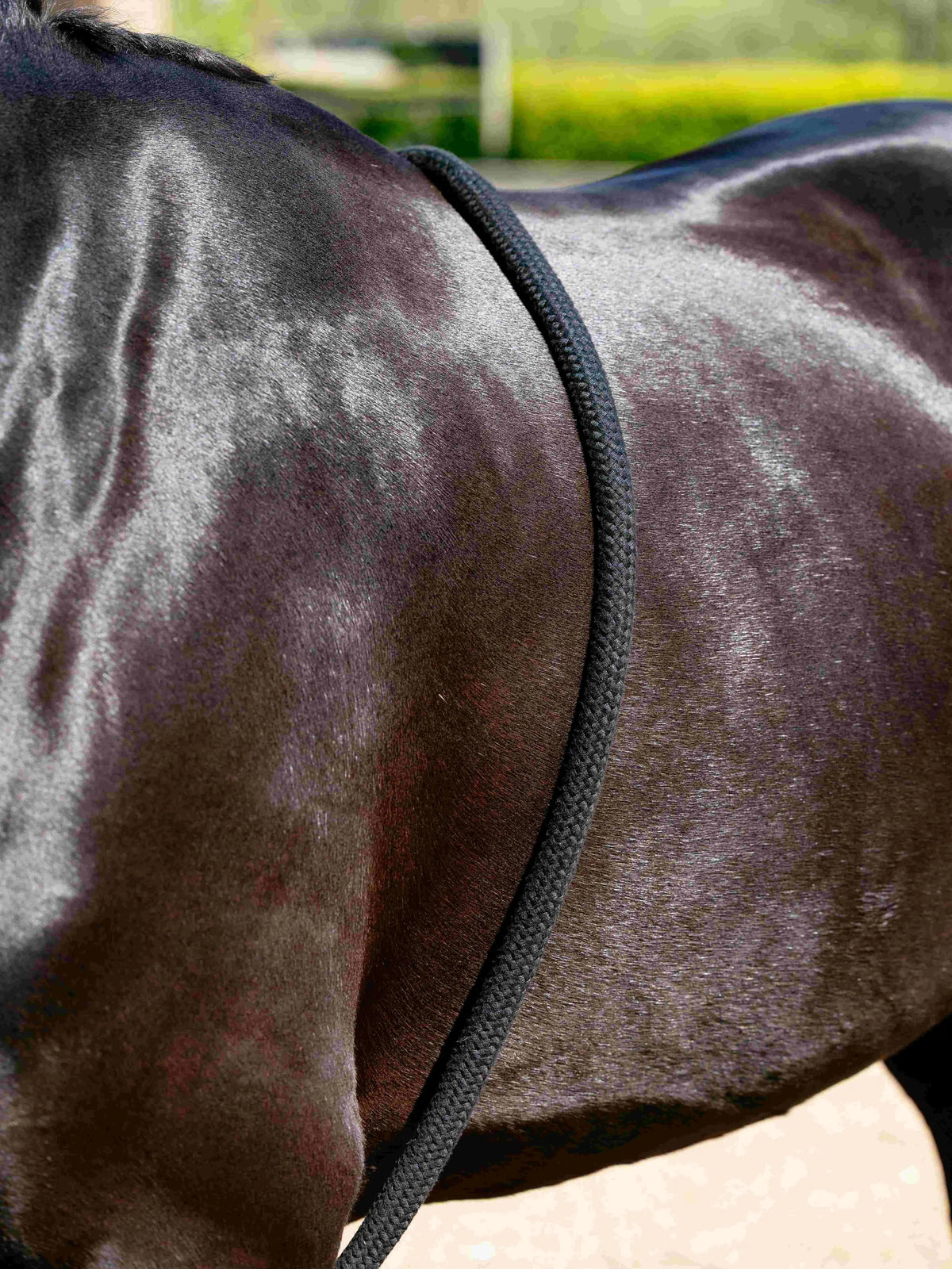 LeMieux Rope Lunging Aid Black on a horse for training and stretching