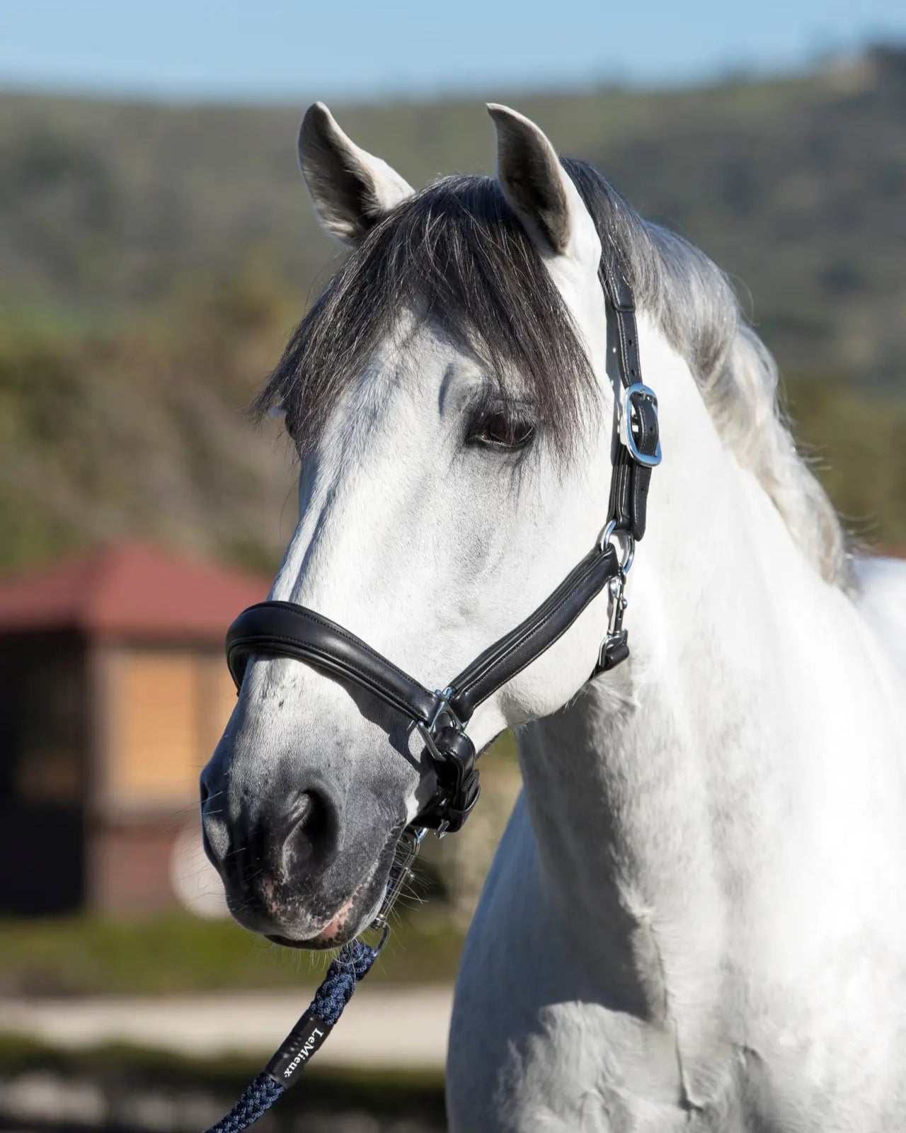 LeMieux Anatomic Headcollar Black