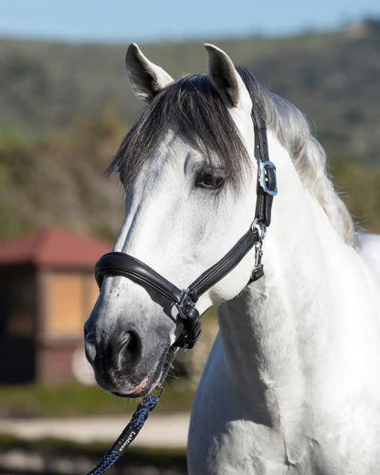 LeMieux Anatomic Headcollar Black | Padded Leather Horse Headcollar at Equiflair
