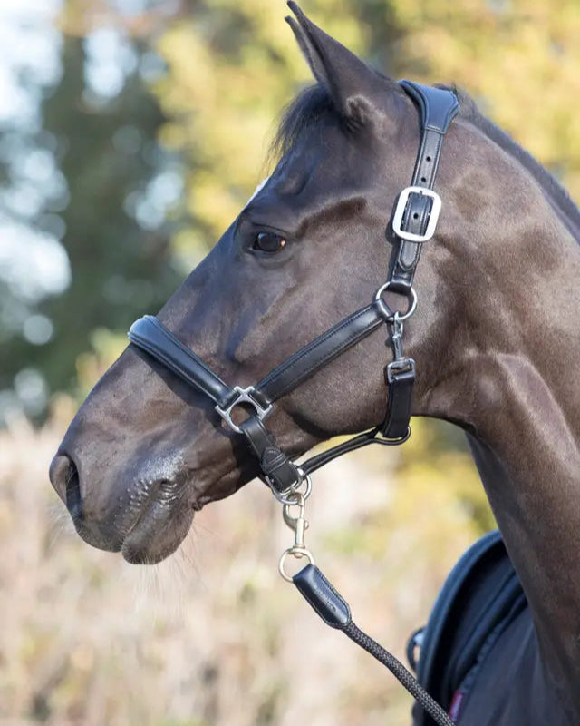 LeMieux Anatomic Headcollar Black