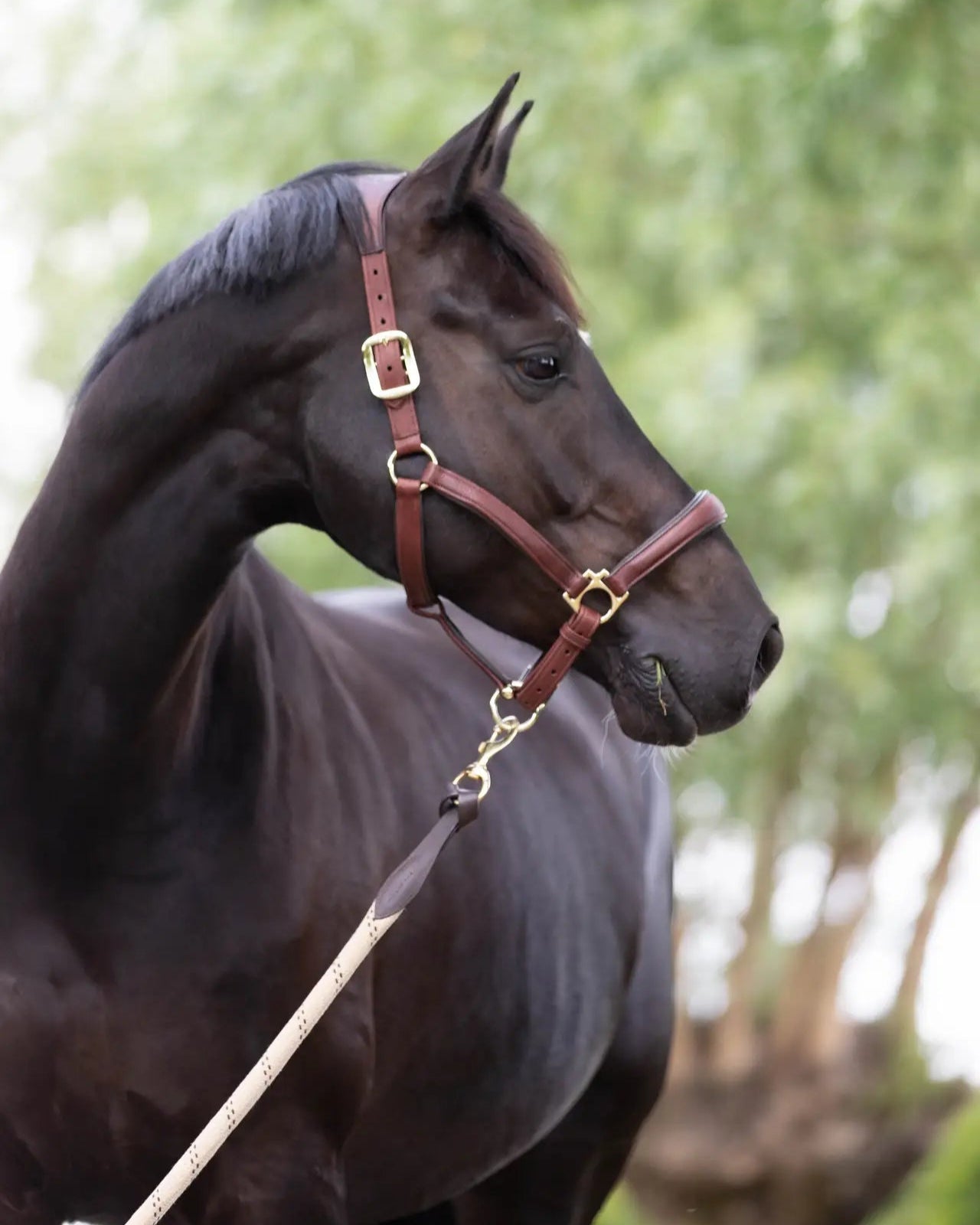 LeMieux Anatomic Headcollar Brown