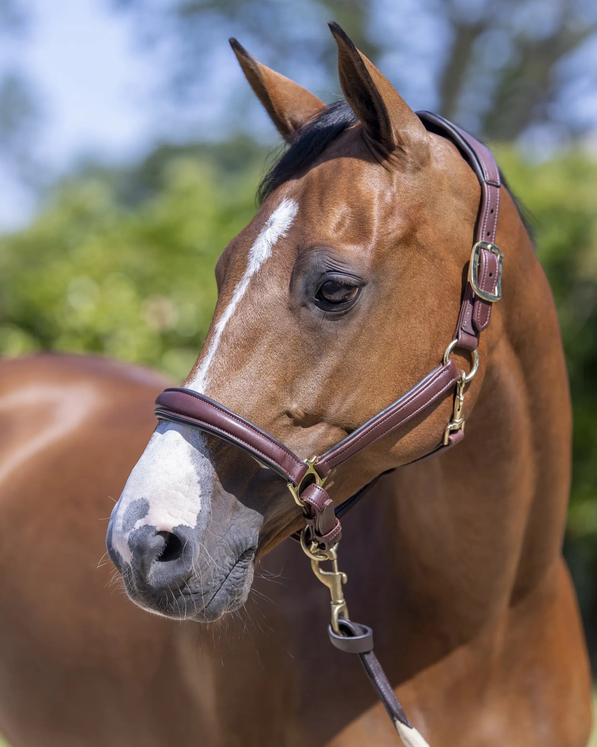 LeMieux Anatomic Headcollar Brown