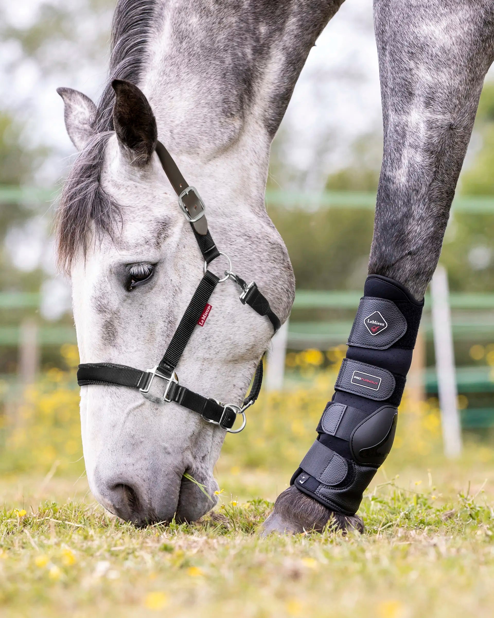 LeMieux Break Away Headcollar