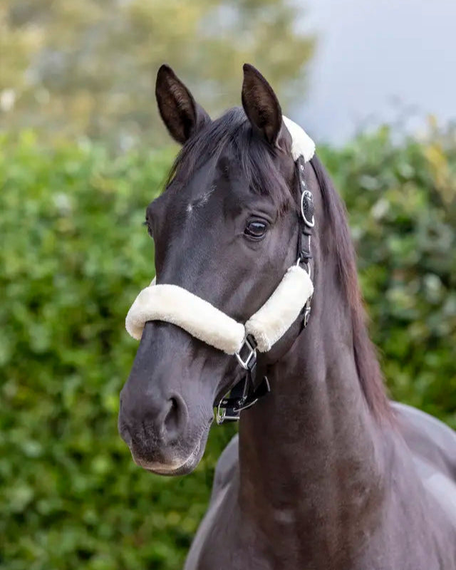 LeMieux Comfort Headcollar Natural