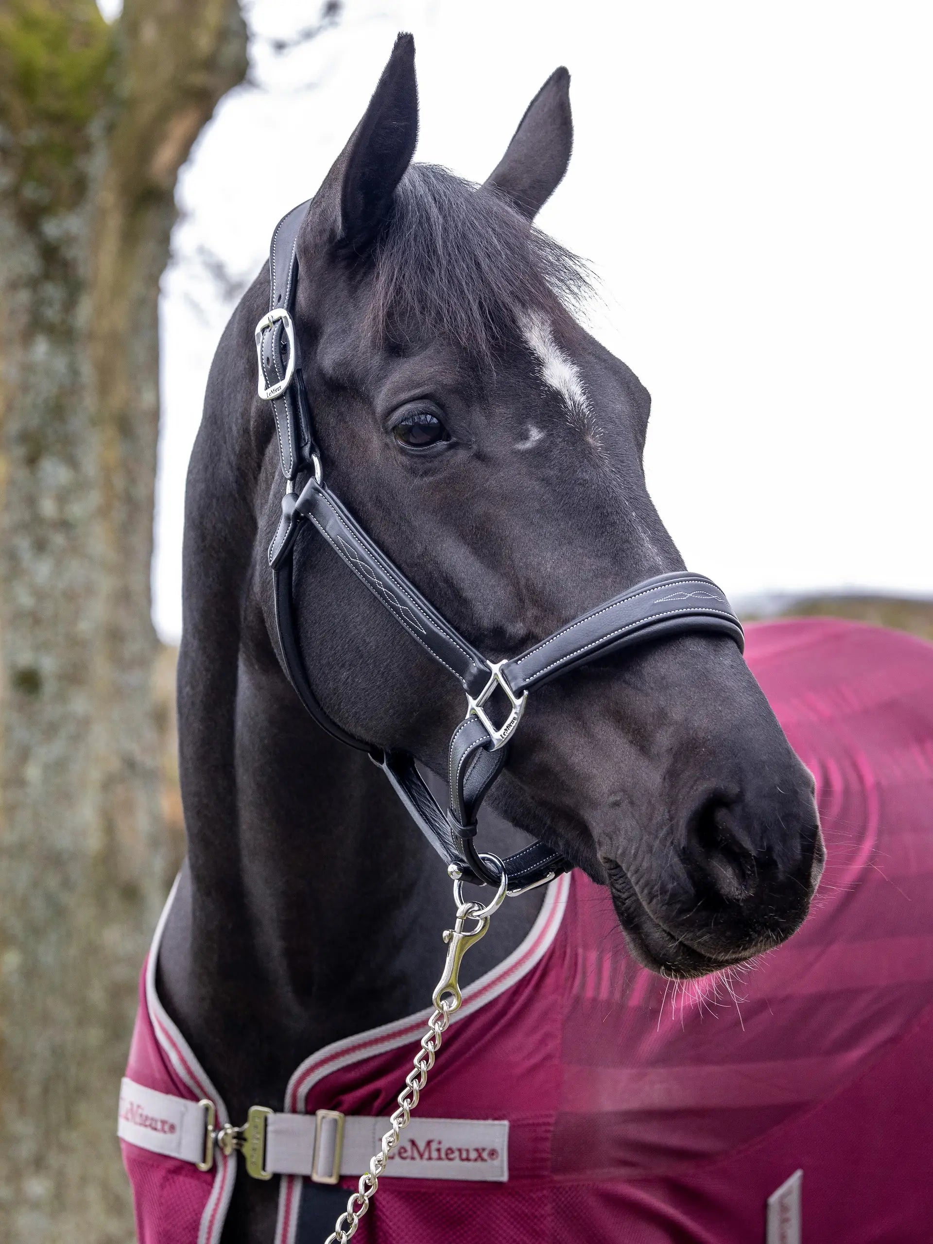 LeMieux LeMieux Stitched Leather Headcollar Black