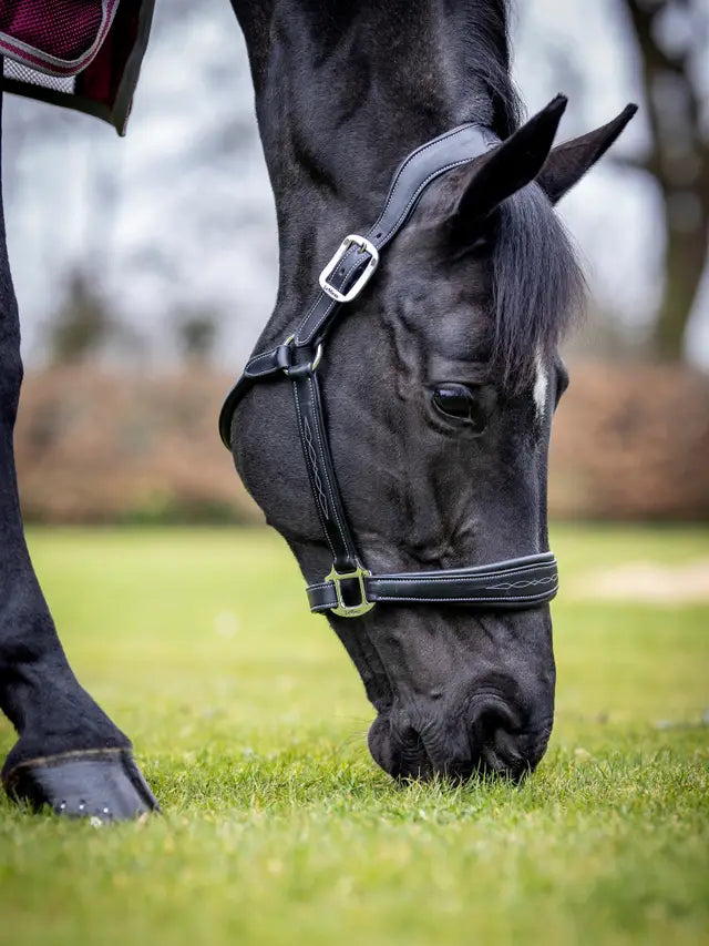 LeMieux LeMieux Stitched Leather Headcollar Black