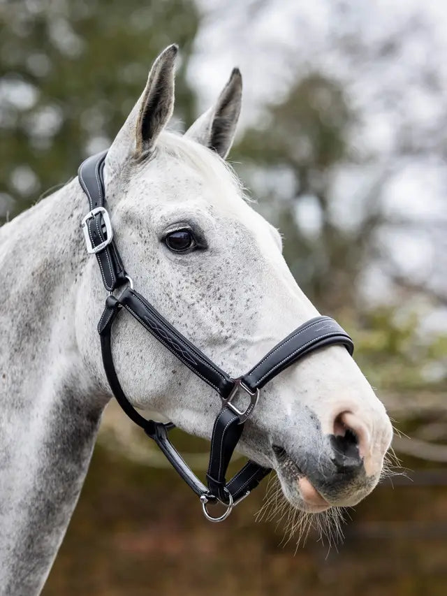 LeMieux LeMieux Stitched Leather Headcollar Black