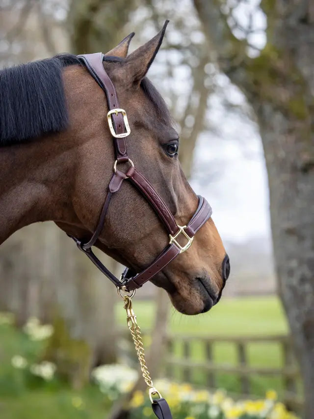 LeMieux LeMieux Stitched Leather Headcollar Brown