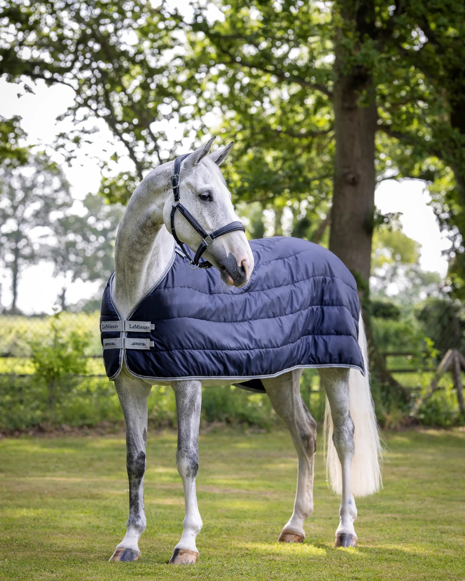 Grey horse wearing a navy LeMieux Rug Liner 100g. Equiflair store. Comfortable horse blanket for extra warmth in the stable.