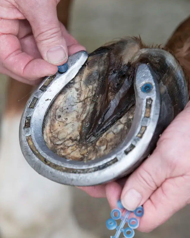 LEMIEUX Blue Horse Stud Plugs being inserted into Horse Hoof - Equiflair