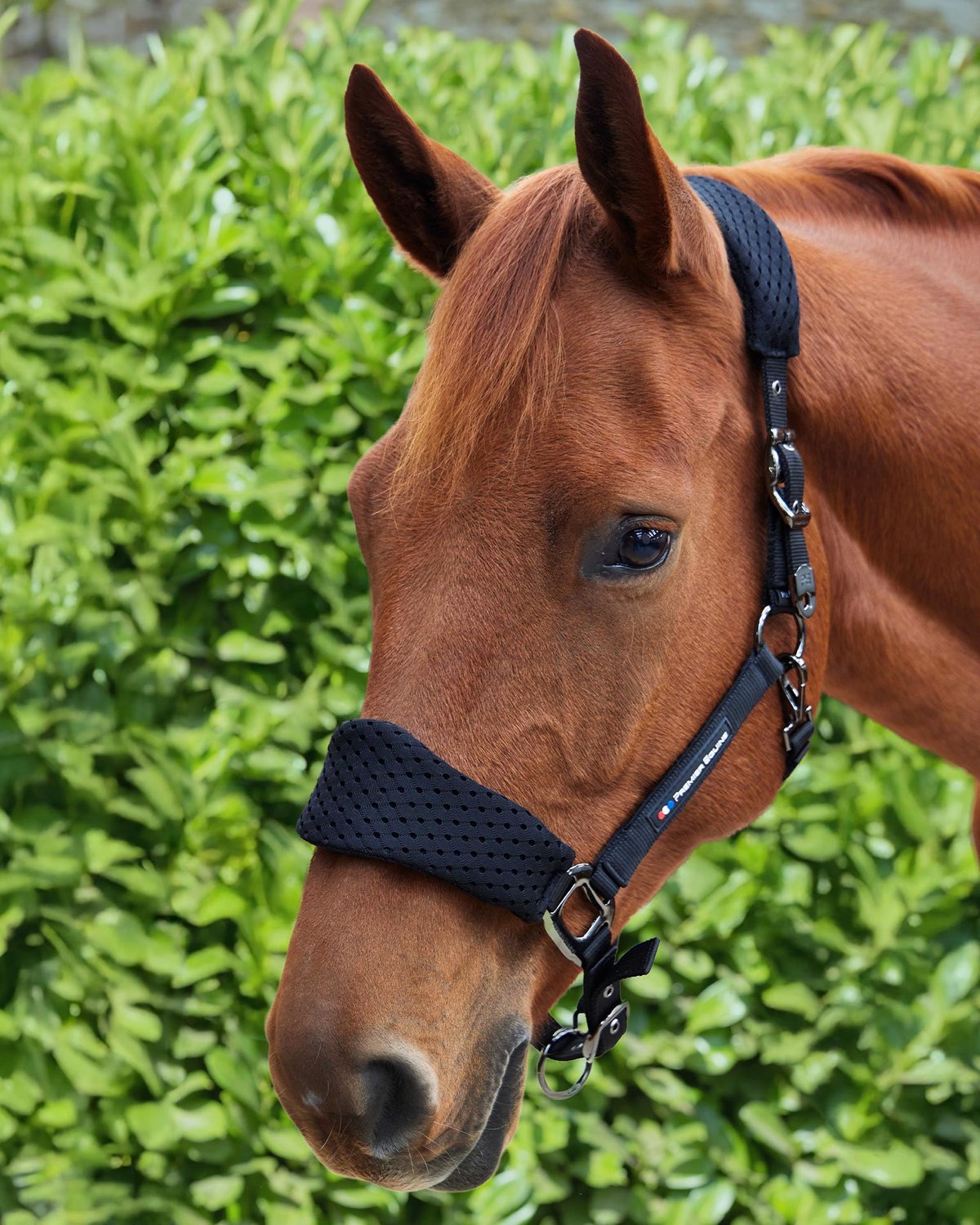 Premier Equine Necto 3D Mesh Head Collar Black. Comfortable horse headcollar with adjustable buckles. Equiflair.