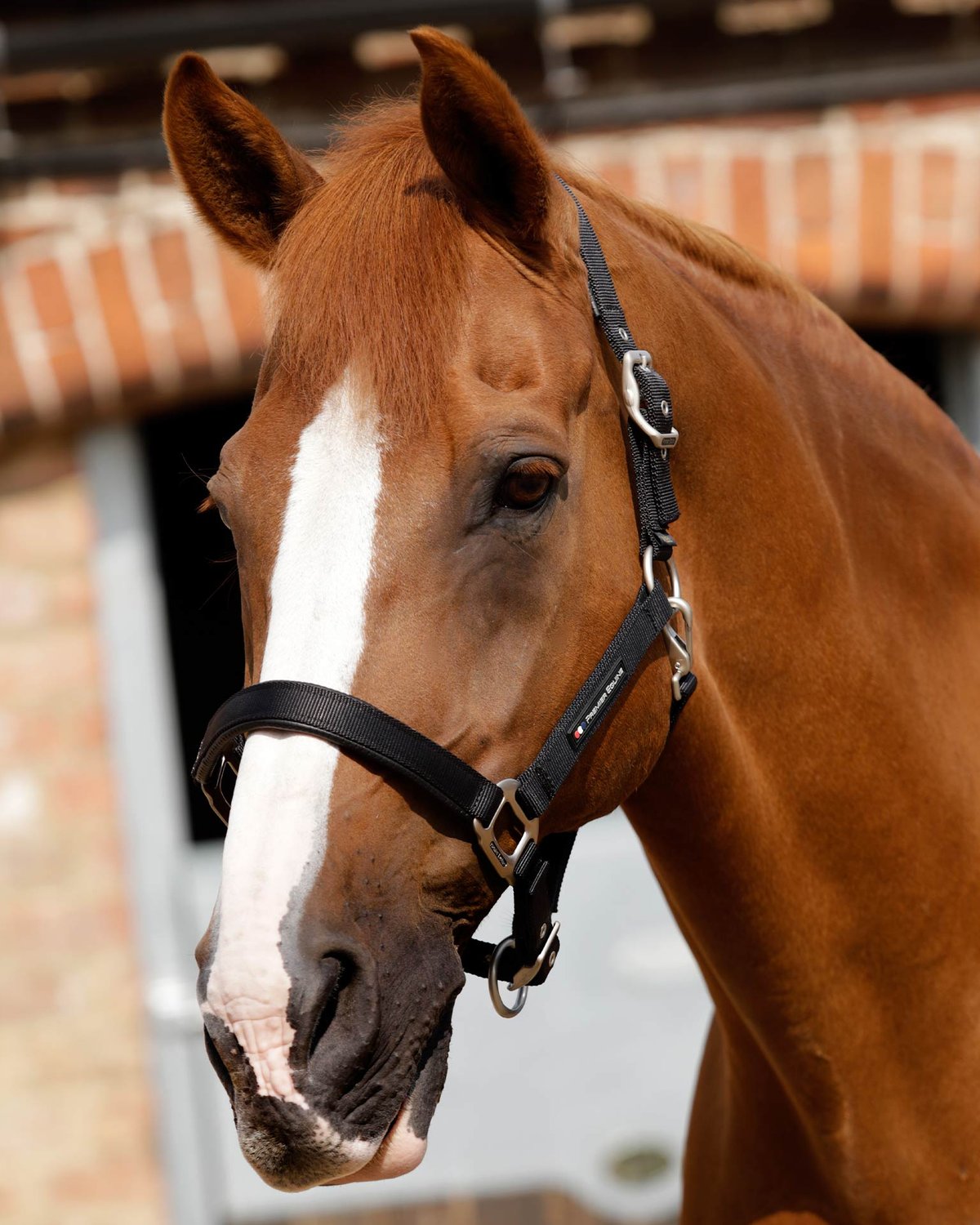 Premier Equine Plain Padded Horse Head Collar Black