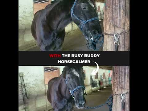 ThinLine Busy Buddy Horse Calmer