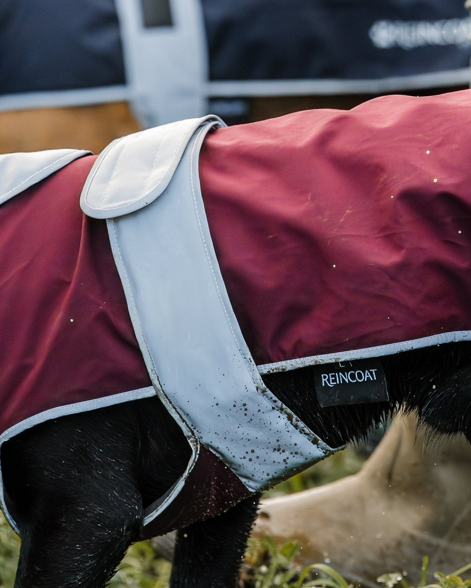 Burgundy Waterproof Dog Coat - Reincoat: Reflective, Durable, and Stylish Protection for your dog in any weather. Equiflair