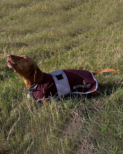 Reincoat Dog Burgundy: Waterproof Dog Coat | Equiflair | Dog Apparel | Dog Raincoat