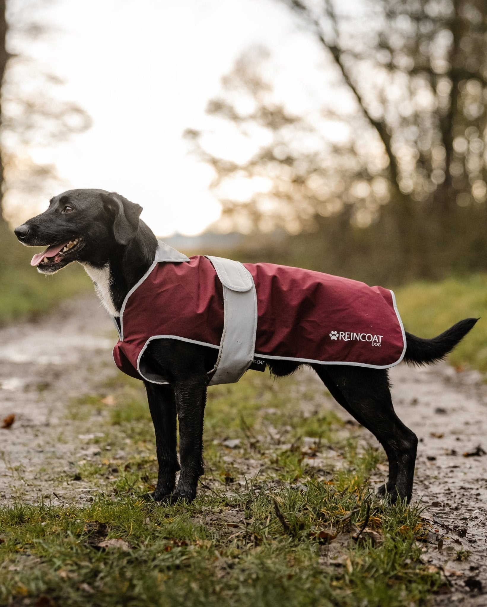 Reincoat Dog Burgundy: Waterproof Dog Coat for Protection, Comfort & Style. Dog Raincoat in the Park.