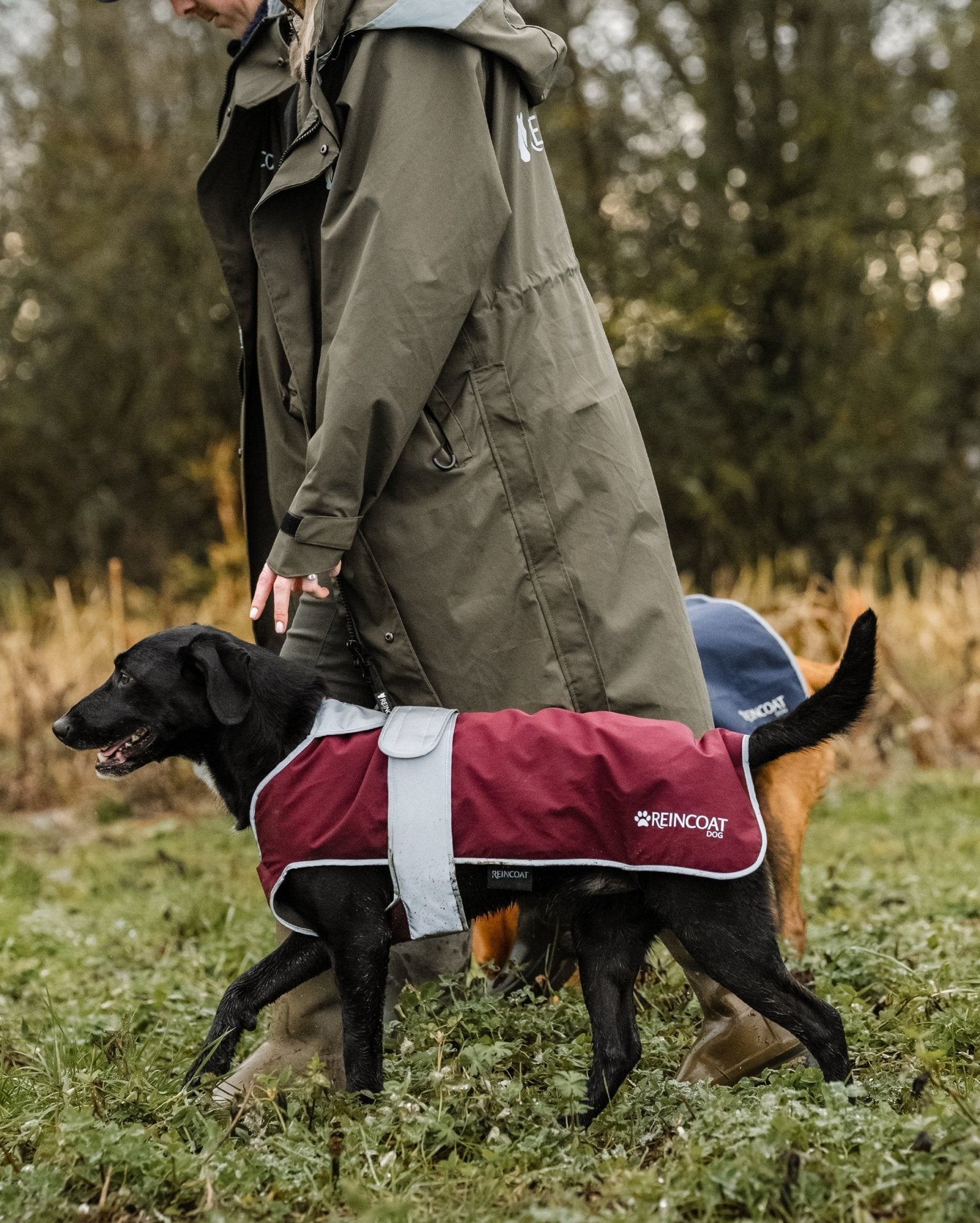 Burgundy Waterproof Dog Coat | Reincoat Dog Rain Jacket by Equiflair