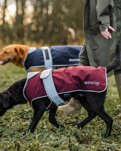 Reincoat Dog Burgundy: Waterproof, Reflective Dog Coat by Equiflair. Walking Dog in Waterproof Coat.