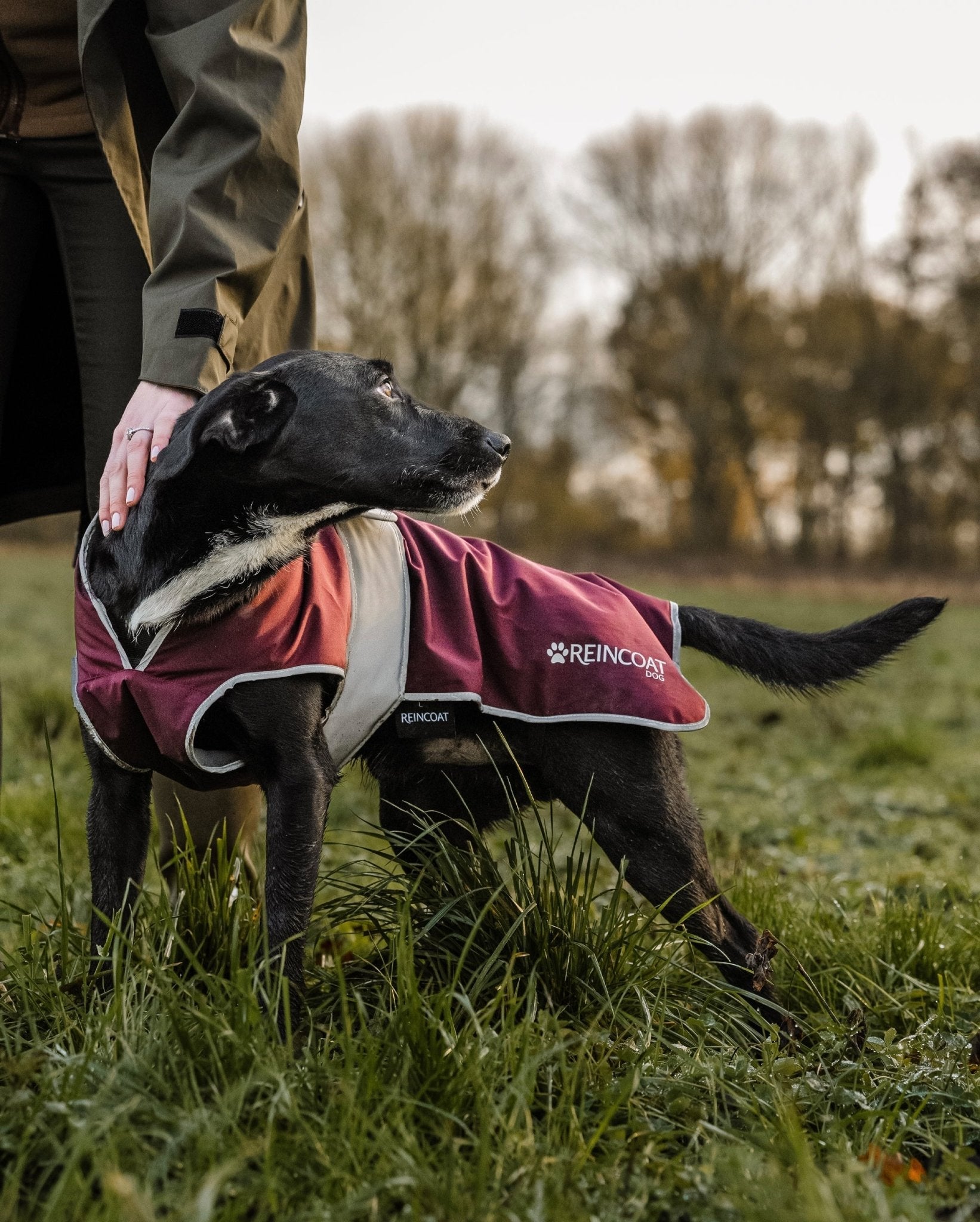 Burgundy Reincoat Dog Coat: Waterproof protection for your furry friend. Dog in protective gear with owner in a grassy field.