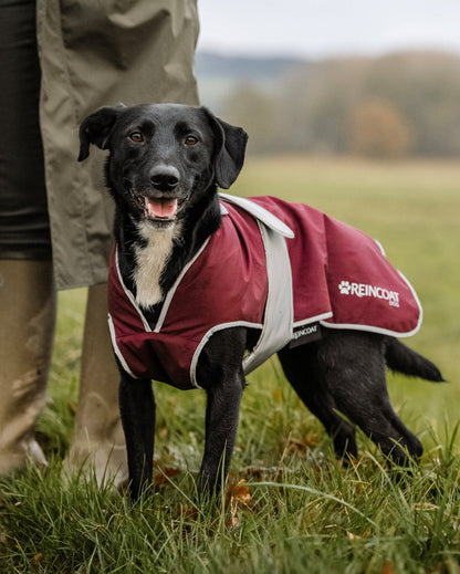 Waterproof Dog Coat REINCOAT Burgundy: Happy dog in stylish and protective rain gear. Equiflair