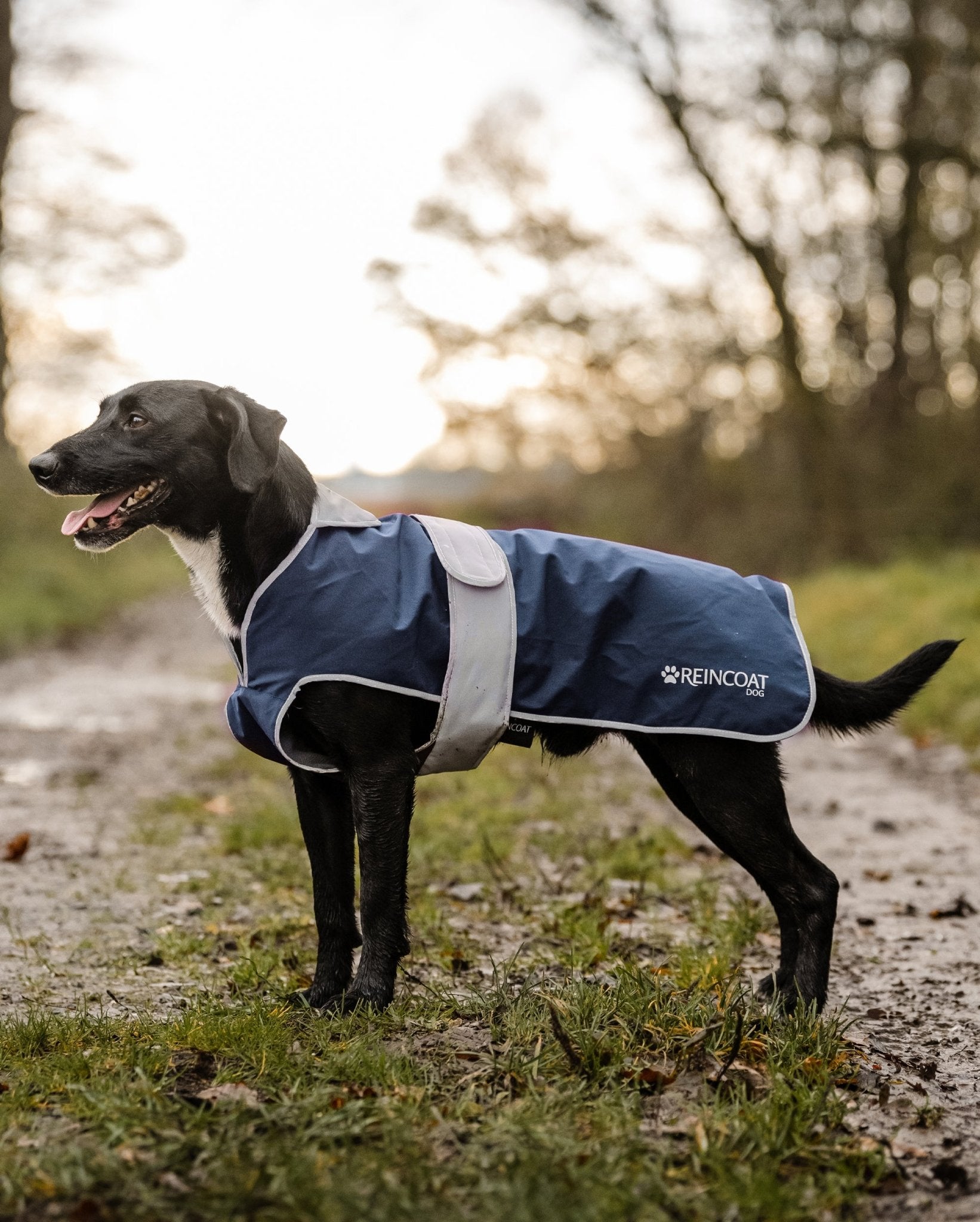 REINCOAT Navy Waterproof Dog Coat: Stylish, Reflective, and Adjustable Protection for Your Pup - Buy Now!