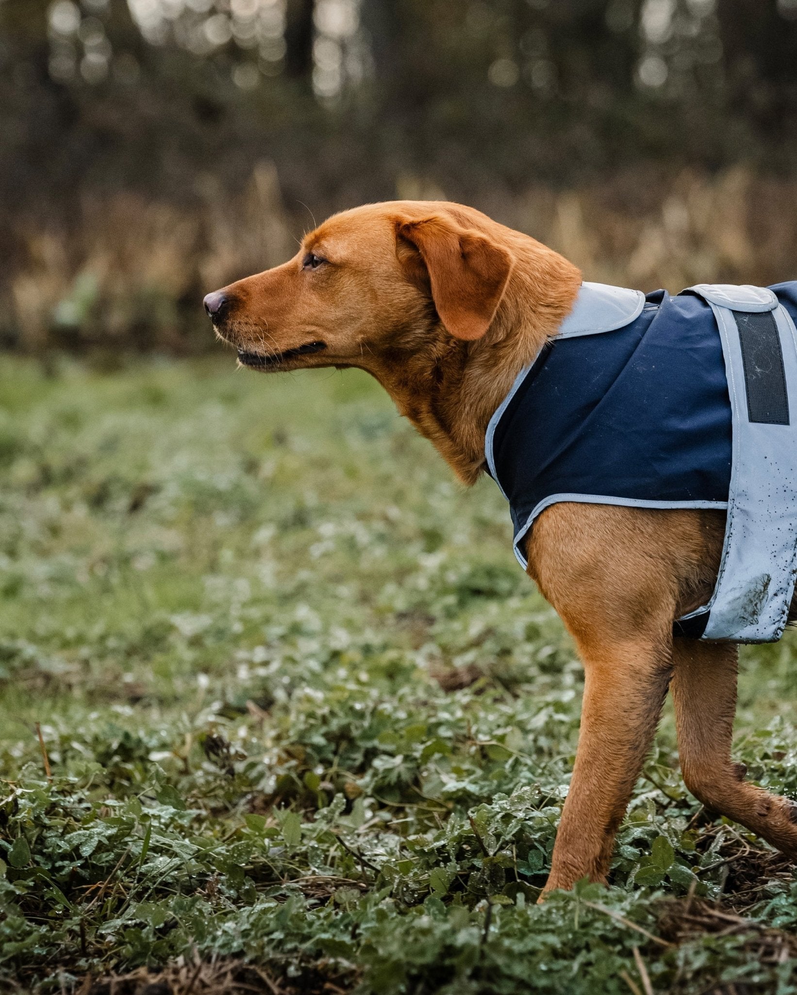 Navy Waterproof Dog Coat by Equiflair: Protect Your Pup in Style!