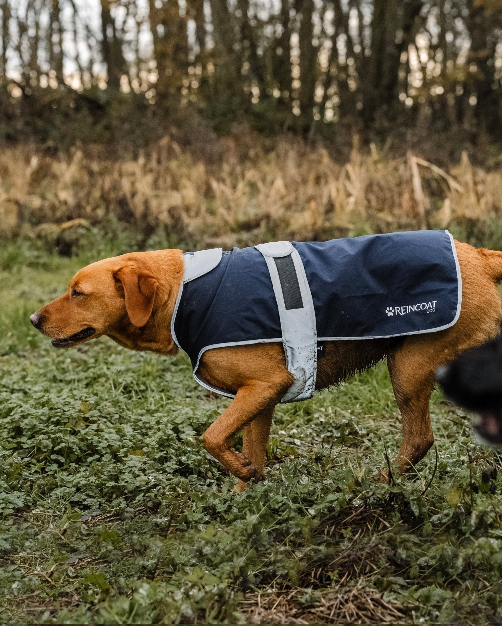 Reincoat Dog Navy: Waterproof dog coat by Equiflair. Stay dry in style!