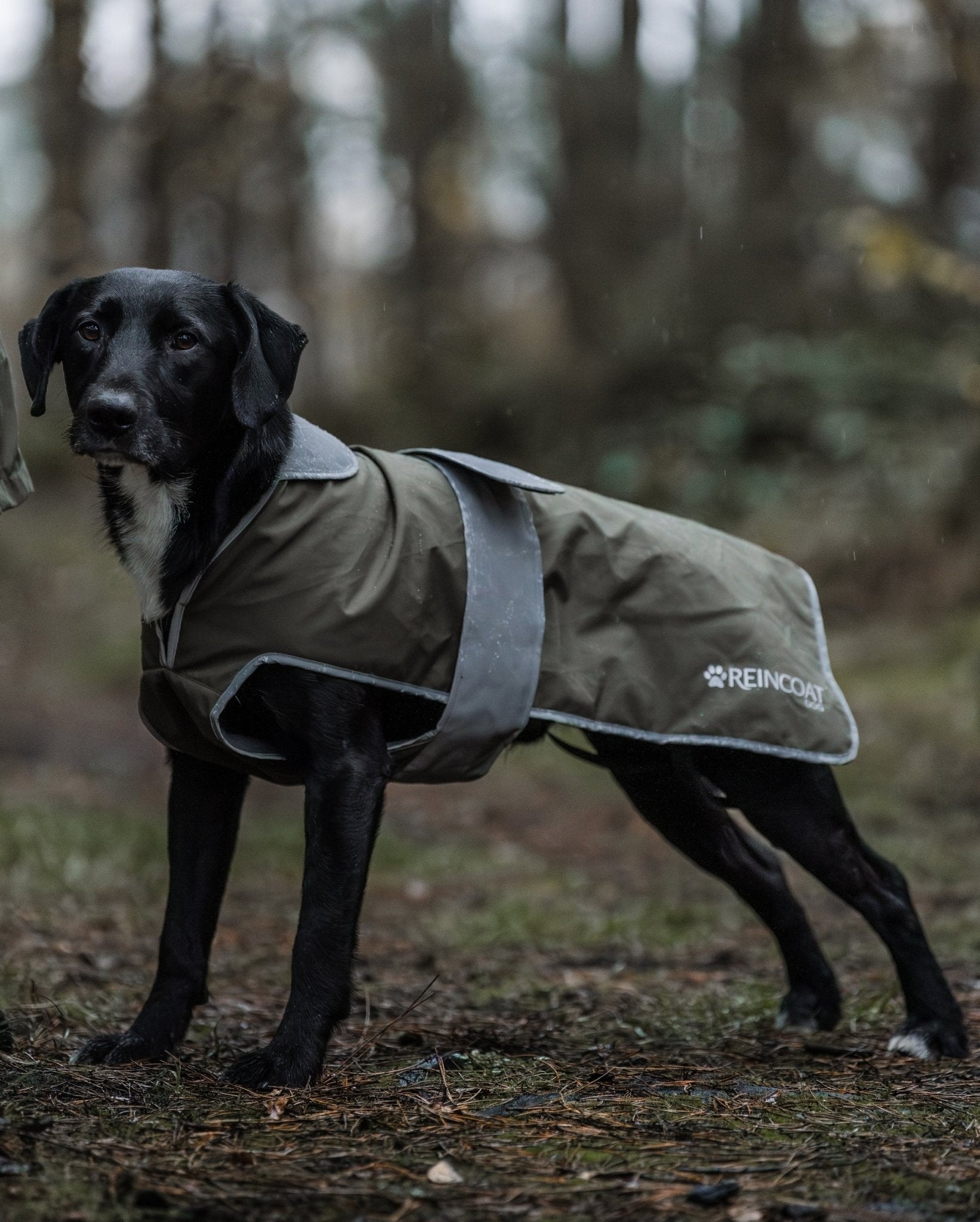 Black Labrador wearing a Reincoat Olive waterproof dog coat. Reflective, adjustable, and comfortable pet apparel for rainy days.