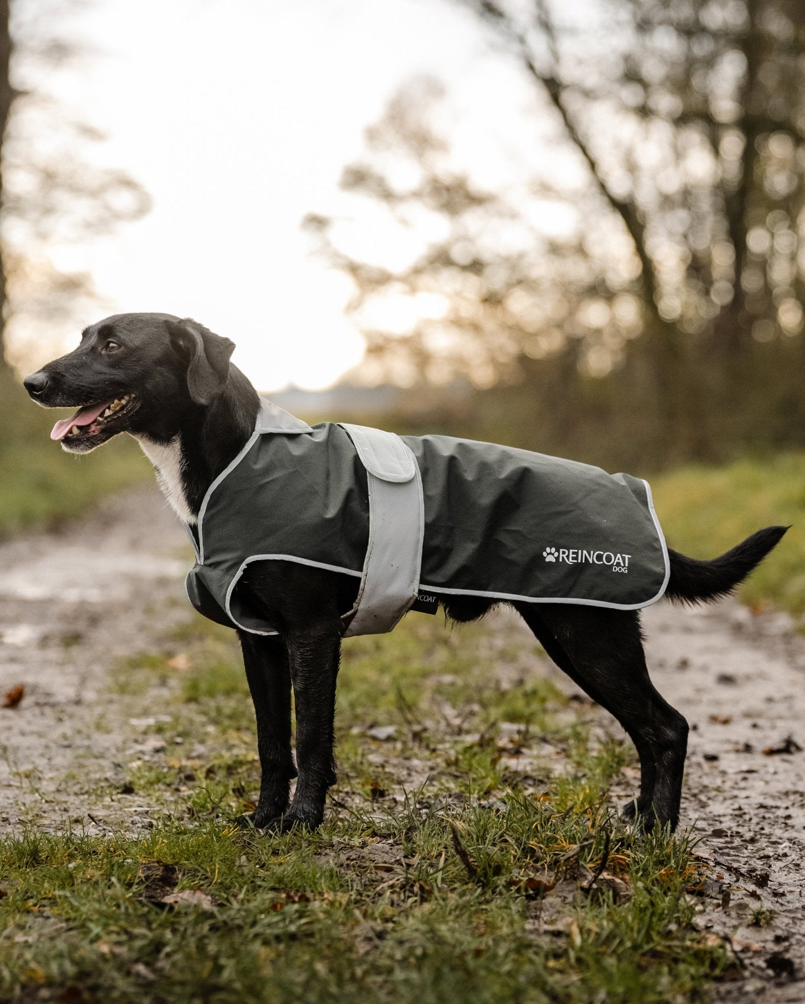 Reincoat Dog Olive Waterproof Coat: Reflective, Adjustable, & Comfortable. Best Protection for Walks.