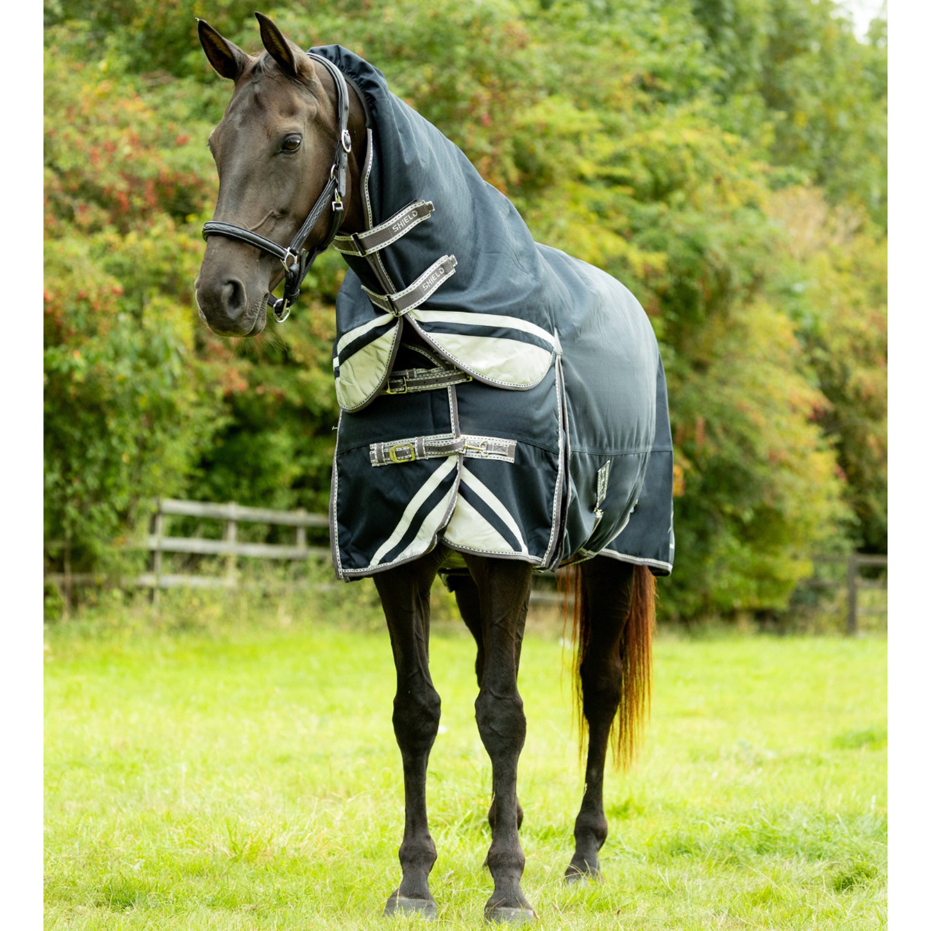 Horse in DefenceX Shield 200g Turnout Rug with Detachable Neck - Waterproof Equiflair Horse Rug